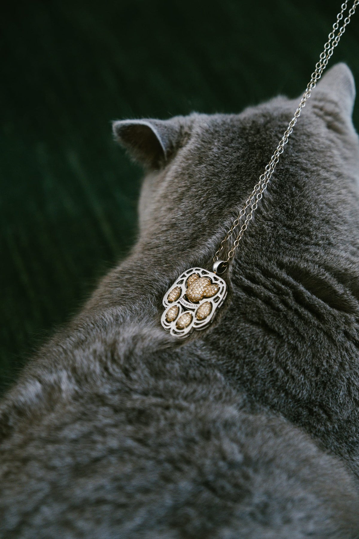 Il gatto della Casa di spalle, con Manto posato sul pelo grigio.