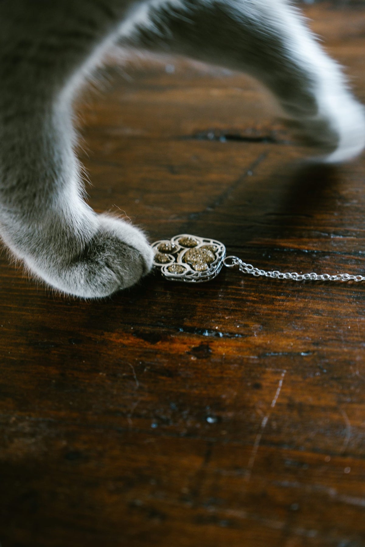 La zampa del gatto si allunga su Manto, posato sul tavolo di legno.